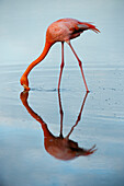 Amerikanischer Flamingo (Phoenicopterus ruber) und sein Spiegelbild im blauen Wasser auf der Insel Floreana im Nationalpark der Galapagos-Inseln, Floreana Island, Galapagos-Inseln, Ecuador