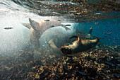 Vom Aussterben bedrohte Galapagos-Seelöwen (Zalophus wollebaeki) tummeln sich und schwimmen im Pazifischen Ozean, in der Nähe der Insel Floreana im Galapagos Islands National Park, Floreana Island, Galapagos Islands, Ecuador