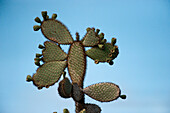 Prickly pear cactus tree (Opuntia echios var. gigantea) against a blue sky on Santa Cruz Island in Galapagos Islands National Park,Santa Cruz Island,Galapagos Islands,Ecuador