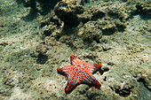 Starfish underwater on the ocean floor in the Galapagos Islands National Park,Galapagos Islands,Ecuador