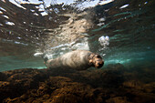 Endangered Galapagos sea lion (Zalophus wollebaeki) underwater near Bartholomew Island in Galapagos Islands National Park,Galapagos Islands,Ecuador