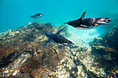 Endangered Galapagos penguins (Spheniscus mendiculus) underwater near Bartholomew Island in Galapagos Islands National Park,Galapagos Islands,Ecuador