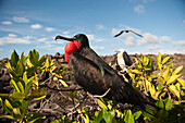 Fregattvogel (Fregata minor) zeigt seinen roten Nackensack, um ein Weibchen anzulocken im Galapagos-Inseln-Nationalpark, Genovesa-Insel, Galapagos-Inseln, Ecuador