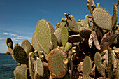Nahaufnahme einer Kaktuspflanze, die nur auf der Insel Genovesa im Nationalpark der Galapagos-Inseln vorkommt, Insel Genovesa, Galapagos-Inseln, Ecuador
