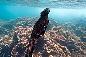 Meeresleguan (Amblyrhynchus cristatus) schwimmt im Ozean in der Nähe der Insel Genovesa im Nationalpark der Galapagos-Inseln, Genovesa Island, Galapagos-Inseln, Ecuador