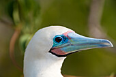 White color morph of the Red-footed booby (Sula sula) in Galapagos Islands National Park,Genovesa Island,Galapagos Islands,Ecuador