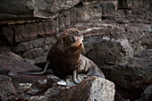 Galapagos fur seal (Arctocephalus galapagoensis) rests on rocks on Genovesa Island in Galapagos Islands National Park,Genovesa Island,Galapagos Islands,Ecuador