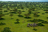 Elefantenherde (Loxodonta Africana) in den Ebenen des Queen-Elizabeth-Nationalparks in Uganda,Uganda