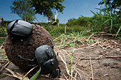 Dung beetles on the eastern shore of Lake Albert in Kabwoya Wildlife Reserve,Uganda