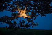 Afrikanischer Löwe (Panthera leo) klettert nachts auf einen Baum, um zu schlafen, wobei der ruhende Löwe von einer Lampe beleuchtet wird, Queen Elizabeth National Park, Uganda