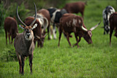 Männlicher Wasserbock (Kobus ellipsiprymnus) grast mit Rindern an einer Safari-Lodge im Queen Elizabeth National Park, Uganda