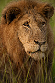 Close-up portrait of Ziwa the Lion (Panthera leo) in Queen Elizabeth National Park,Uganda