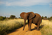 Gefährdeter afrikanischer Elefant (Loxodonta africana) steht allein auf einer unbefestigten Straße im Madikwe-Wildreservat, Südafrika, Südafrika