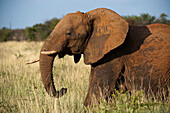 Afrikanischer Elefant (Loxodonta africana) steht im Gras im Madikwe-Wildreservat, Südafrika, Südafrika