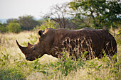 Southern white rhino (Ceratotherium simum) at Madikwe Game Preserve,South Africa