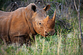 Südliches Breitmaulnashorn (Ceratotherium simum) im Madikwe-Wildreservat, Südafrika