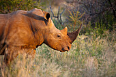 Southern white rhino (Ceratotherium simum) at Madikwe Game Preserve,South Africa