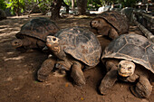 Gruppe von Galapagos-Schildkröten (Chelonoidis nigra) in einem Gehege in einem Zoo, Brownsville, Texas, Vereinigte Staaten von Amerika