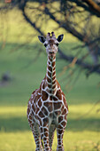 Porträt einer Netzgiraffe (Giraffa reticulata) in einem Zoo, Glen Rose, Texas, Vereinigte Staaten von Amerika