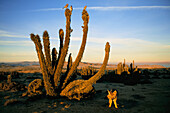 Graufuchs (Vulpes cinereoargenteus), Vögel und Kakteen in der Atacama-Wüste in Chile in der Dämmerung, Atacama-Wüste, Chile
