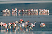 Flamingos forage for food in the shallow waters of an Atacama lake,Chile