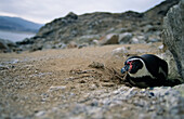 Humboldt,or Peruvian,penguin (Spheniscus humboldti) nests in the shadow of a rock in Pan de Azucar National Park,Chile