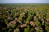 Luftaufnahme eines Waldes mit rosa Trompetenbaum (Tabebuia heterophylla), Pantanal, Brasilien