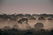 Nebel steigt aus einem Wald im Pantanal auf,Pantanal,Brasilien