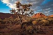 Gnarly,desert tree along hiking trail through Snow Canyon,behind the Red Mountain Spa,at Red Cliffs Desert Reserve around St George Town with red,rock cliffs and dry brush under a cloudy,blue sky,St George,Utah,United States of America