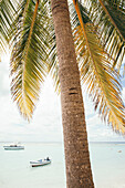 Nahaufnahme einer Palme mit schwimmenden Menschen und Booten, die am unberührten weißen Sandstrand des kleinen Dorfes Worthing, Worthing, Barbados, Karibik, festgemacht sind