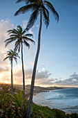 Scenic view down the coastline looking north from Bathsheba with palm trees against the blue sky at twilight,Bathsheba,Barbados,Caribbean