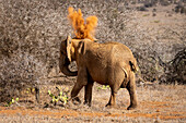 Afrikanischer Buschelefant (Loxodonta africana) steht in der Savanne und wirft Staub über sich bei Segera,Segera,Laikipia,Kenia