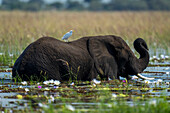 Portrait of an African bush elephant (Loxodonta africana) wading in the river among the waterlilies with a cattle egret (Bubulcus ibis) on its back in Chobe National Park,Chobe,Botswana