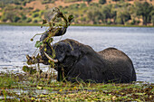 Portrait of African bush elephant (Loxodonta africana) standing in the river washing with the grass and water in Chobe National Park,Chobe,Botswana