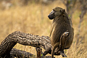 View taken from behind of a Chacma baboon (Papio ursinus) sitting on a log turning head in Chobe National Park,Chobe,North-West,Botswana