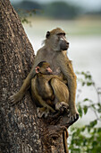 Close-up portrait of an adult Chacma baboon (Papio ursinus) siting in a tree holding an infant baboon in Chobe National Park,Chobe,North-West,Botswana