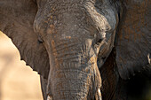 Nahaufnahme eines afrikanischen Buschelefantenkalbs (Loxodonta africana) in der Savanne, nach unten schauend, Segera, Laikipia, Kenia