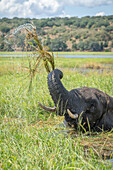 Afrikanischer Buschelefant (Loxodonta africana) im Wasser, der mit seinem Rüssel und seinen Stoßzähnen Flussgras wäscht und anhebt im Chobe National Park, Chobe, Nord-West, Botswana