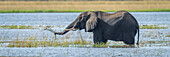 Panorama eines afrikanischen Buschelefanten (Loxodonta africana), der im Wasser steht und im Fluss frisst und Gras mit seinem Rüssel und seinen Stoßzähnen aufhebt im Chobe National Park, Chobe, Nord-West, Botswana