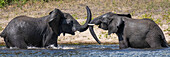 Panorama der afrikanischen Buschelefanten (Loxodonta africana), die im Wasser stehen und mit ihren Rüsseln und Stoßzähnen miteinander spielen, von Angesicht zu Angesicht, im Chobe-Nationalpark, Chobe, Nordwesten, Botswana