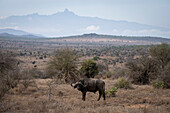 Porträt eines Kaffernbüffels (Syncerus caffer), der in der Ebene steht, mit dem Mount Kenya als Silhouette im Hintergrund, Laikipia, Kenia