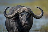 Nahaufnahme eines Kaffernbüffels (Syncerus caffer) im Chobe-Nationalpark, Chobe, Botswana, der wiederkäut und in die Kamera schaut