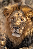 Nahaufnahme eines männlichen Löwen (Panthera leo), liegend, zur Kamera gewandt, Laikipia, Kenia
