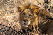 Nahaufnahme eines männlichen Löwen (Panthera leo), liegend, in die Kamera schauend, Laikipia, Kenia