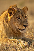 Nahaufnahme eines jungen, männlichen Löwen (Panthera leo), der in der Savanne liegt, im Chobe-Nationalpark, Chobe, Botswana