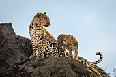 Nahaufnahme eines Leopardenjungen (Panthera pardus), der einen erwachsenen Leoparden betrachtet, der auf einem felsigen Hügel sitzt,Laikipia,Kenia
