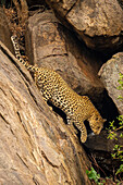 Leopard (Panthera pardus) klettert steile Felswand hinunter und hebt dabei die Tatze,Laikipia,Kenia
