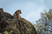 View taken from behind of a leopard (Panthera pardus) lying on sunlit rocks looking down from the rocky hillside against a blue sky,Laikipia,Kenya