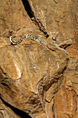 Leopard (Panthera pardus) auf einem Felsvorsprung liegend,auf die Kamera schauend,Laikipia,Kenia