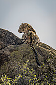Leopard (Panthera pardus) liegt auf einem sonnenbeschienenen Felsen und dreht den Kopf,Kenia